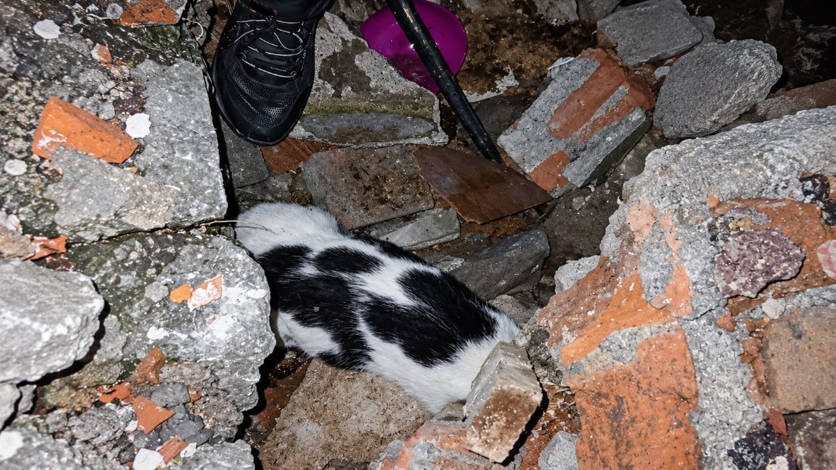 Zonguldak'ta Çöken Binanın Enkazından 6 Gün Sonra Kedi Kurtarıldı