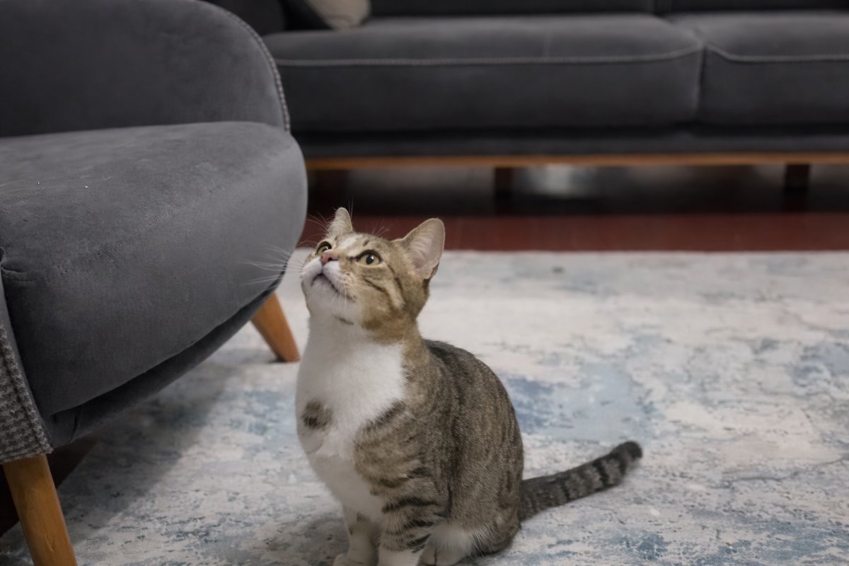 Zonguldak’ta Kedinin Midesinden Vakumlu Tutucu Çıkarıldı: 4 Yıllık Sorunun Nedeni Ortaya Çıktı