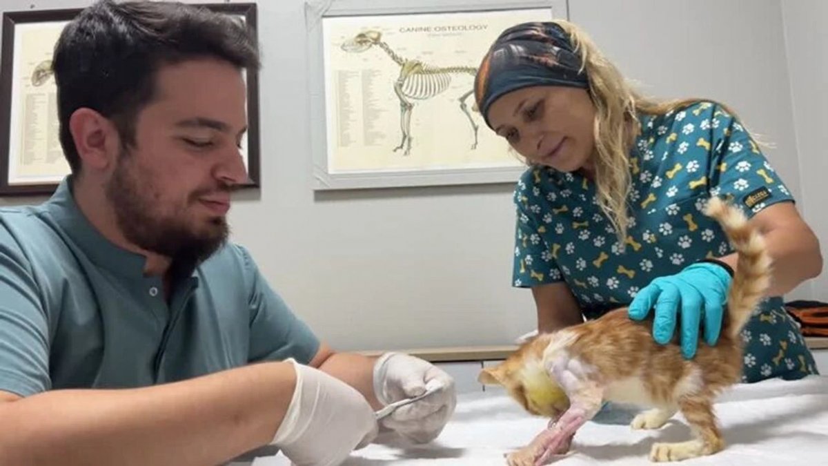 Zonguldak’ta Omurgası Kırılan Kedi Yeniden Ayağa Kalktı